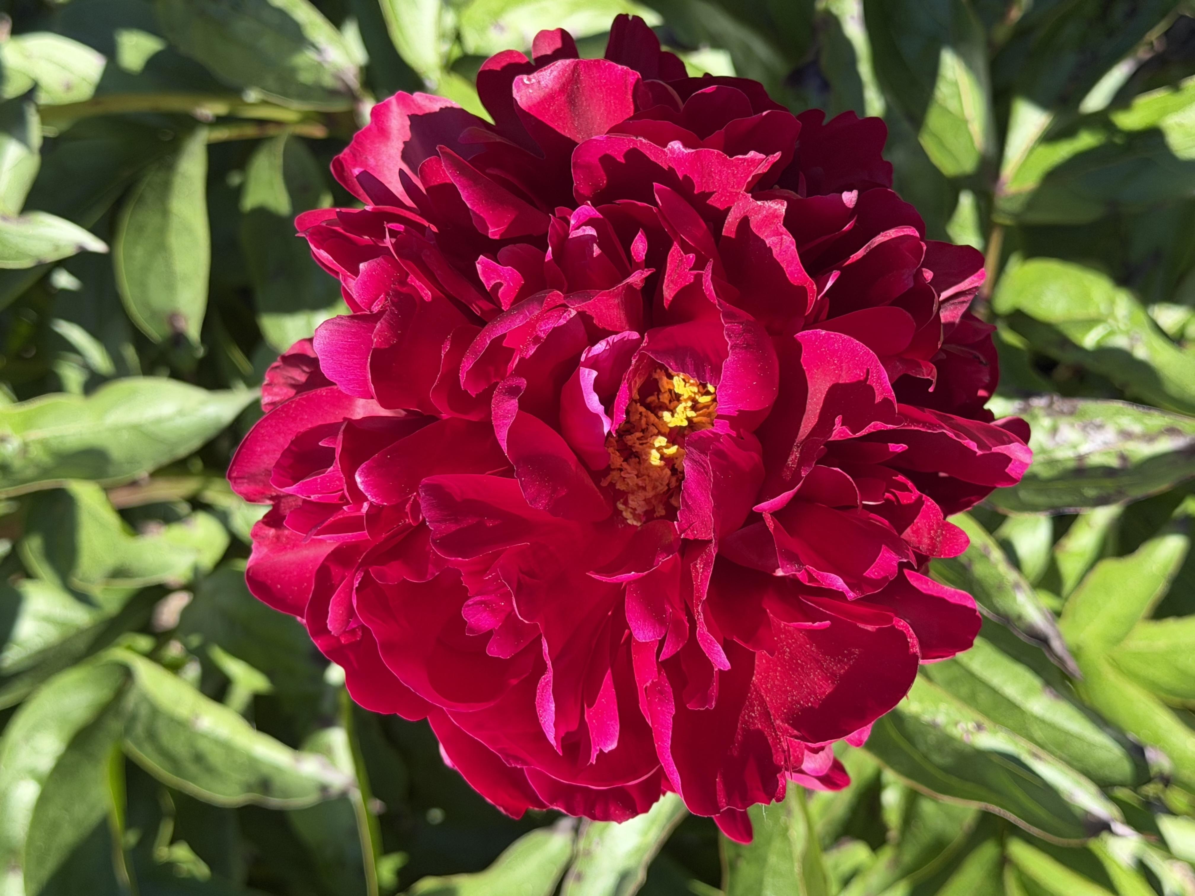a dark fluffy magenta peony with some yellow center