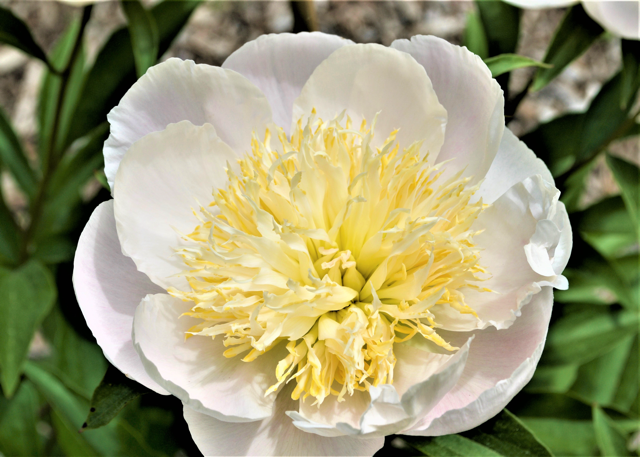white peony with a spiky yellow center