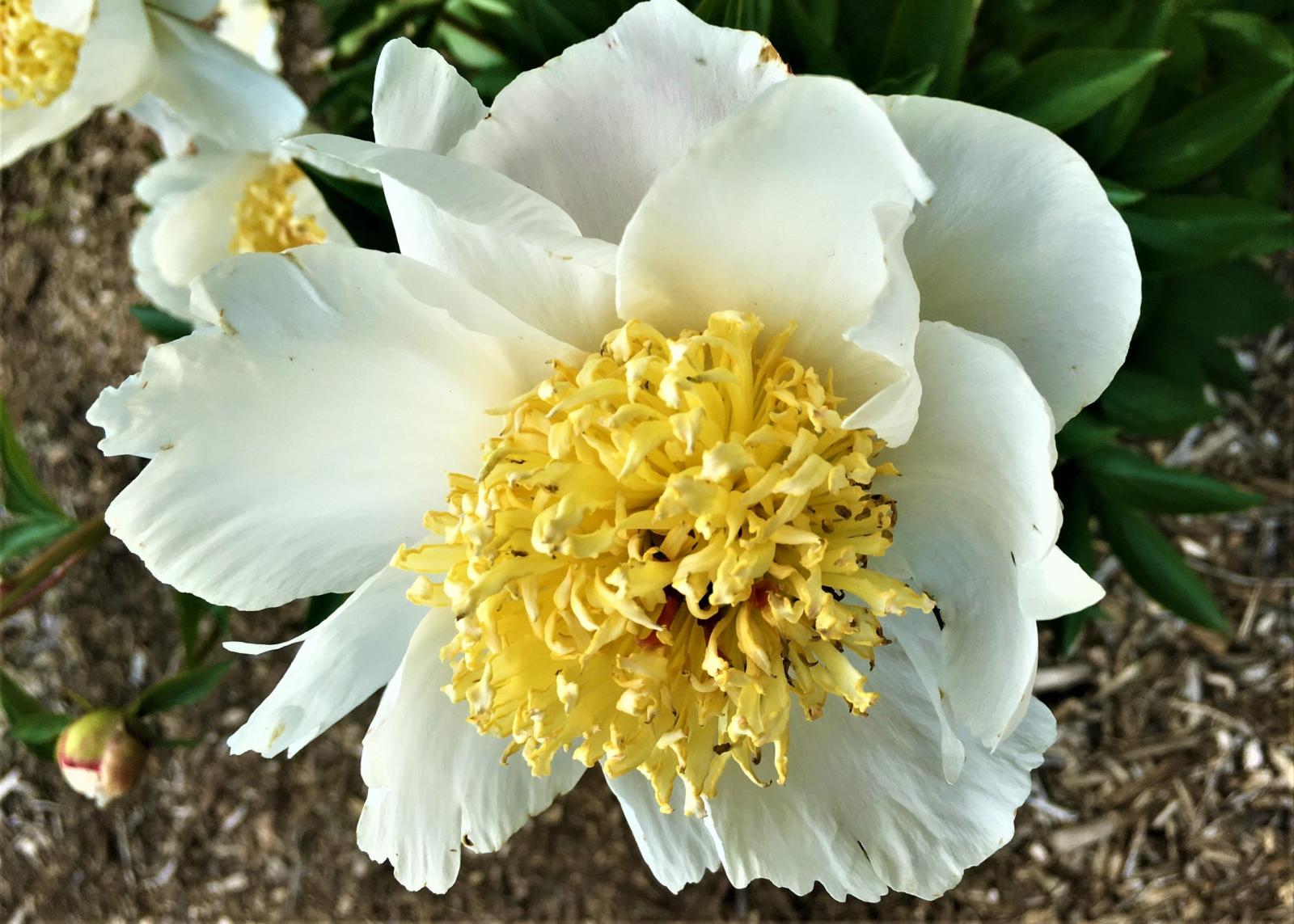 Polar Star | Matthaei Botanical Gardens & Nichols Arboretum