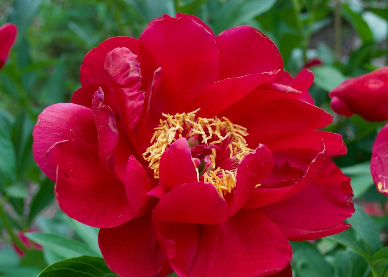 red peony with yellow center
