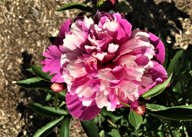 a fluffy light pink and magenta peony