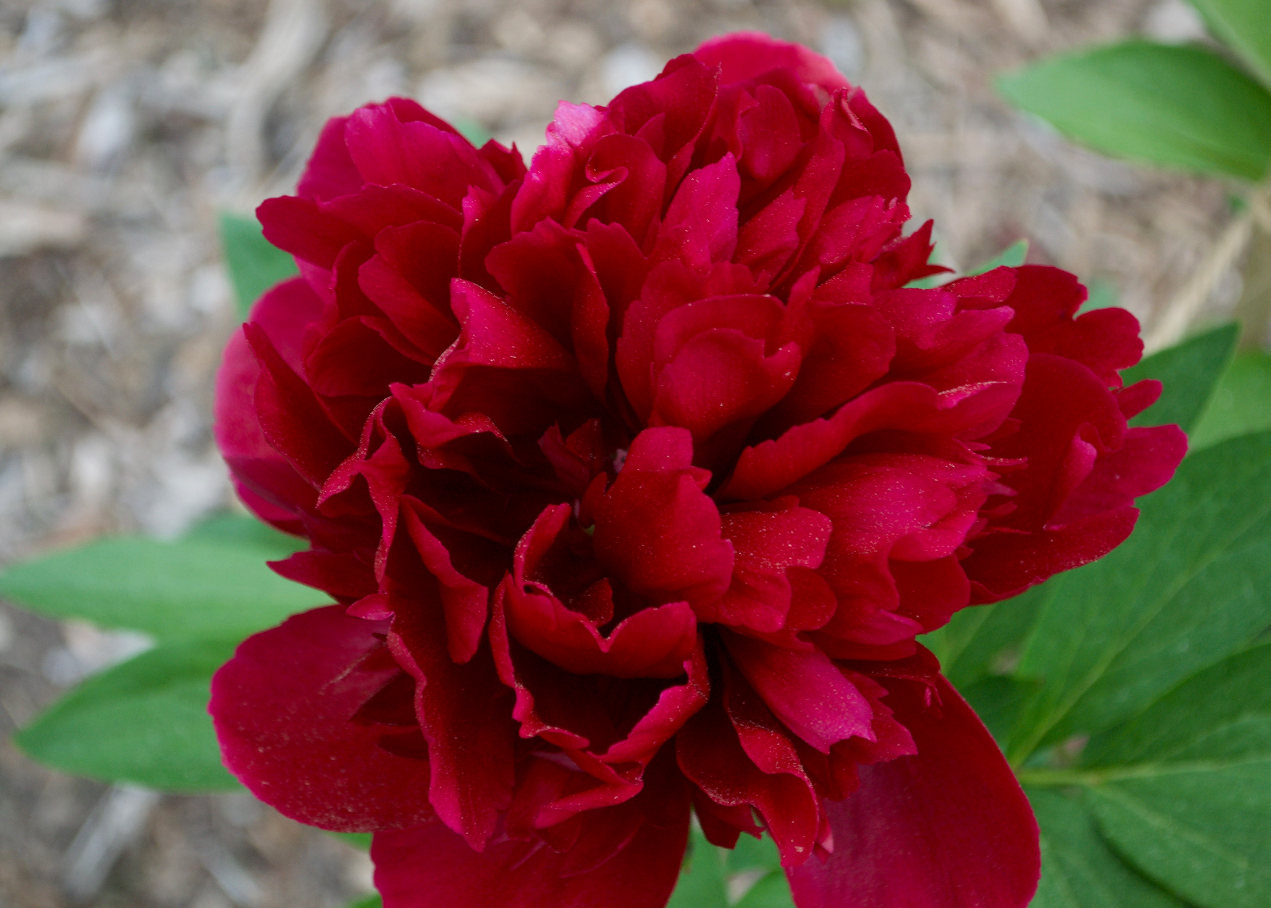 a fluffy dark red peony