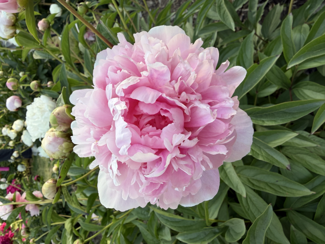 a fluffy light pink peony