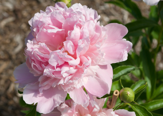 a fluffy light pink peony