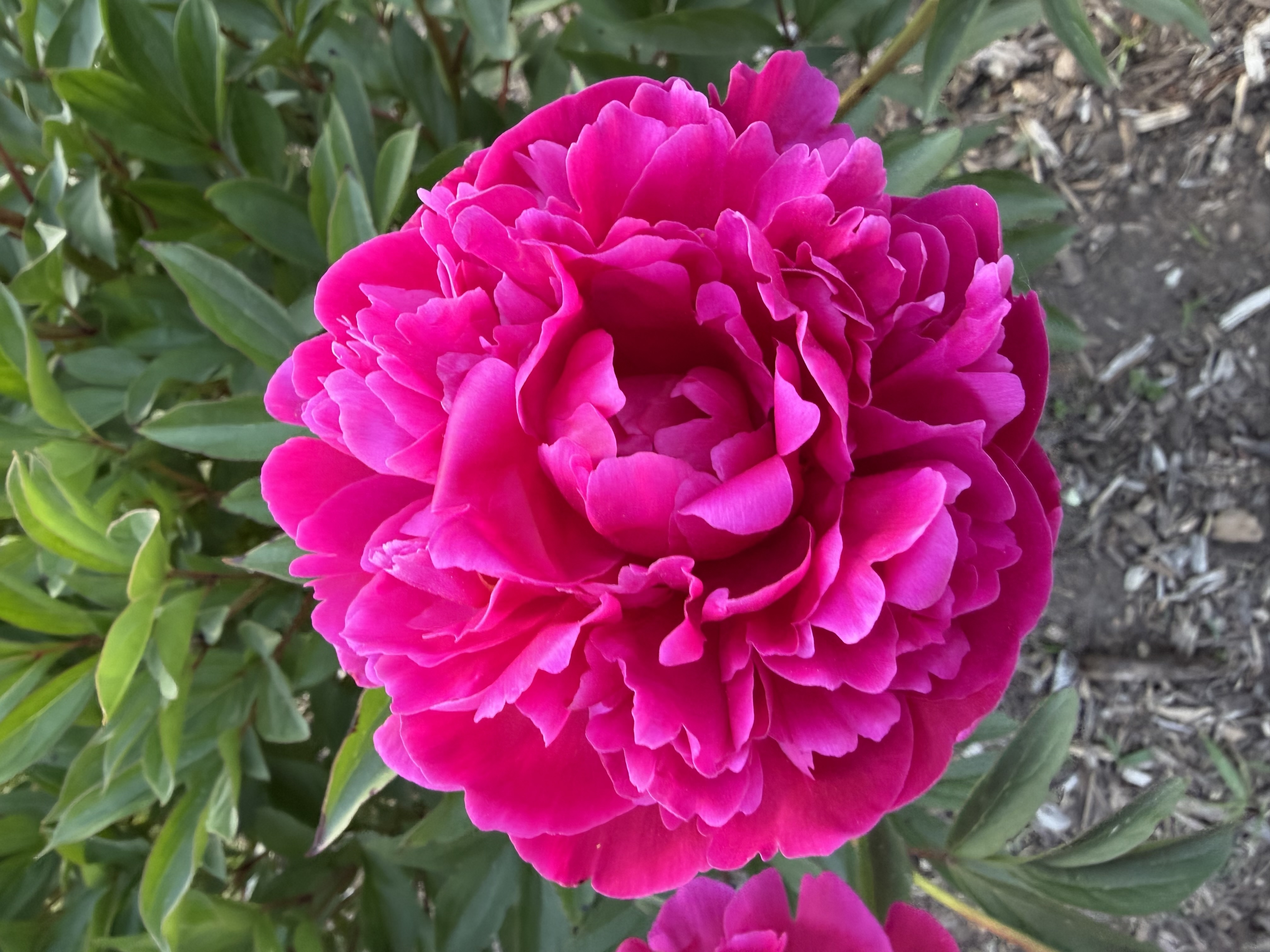 a fluffy magenta peony