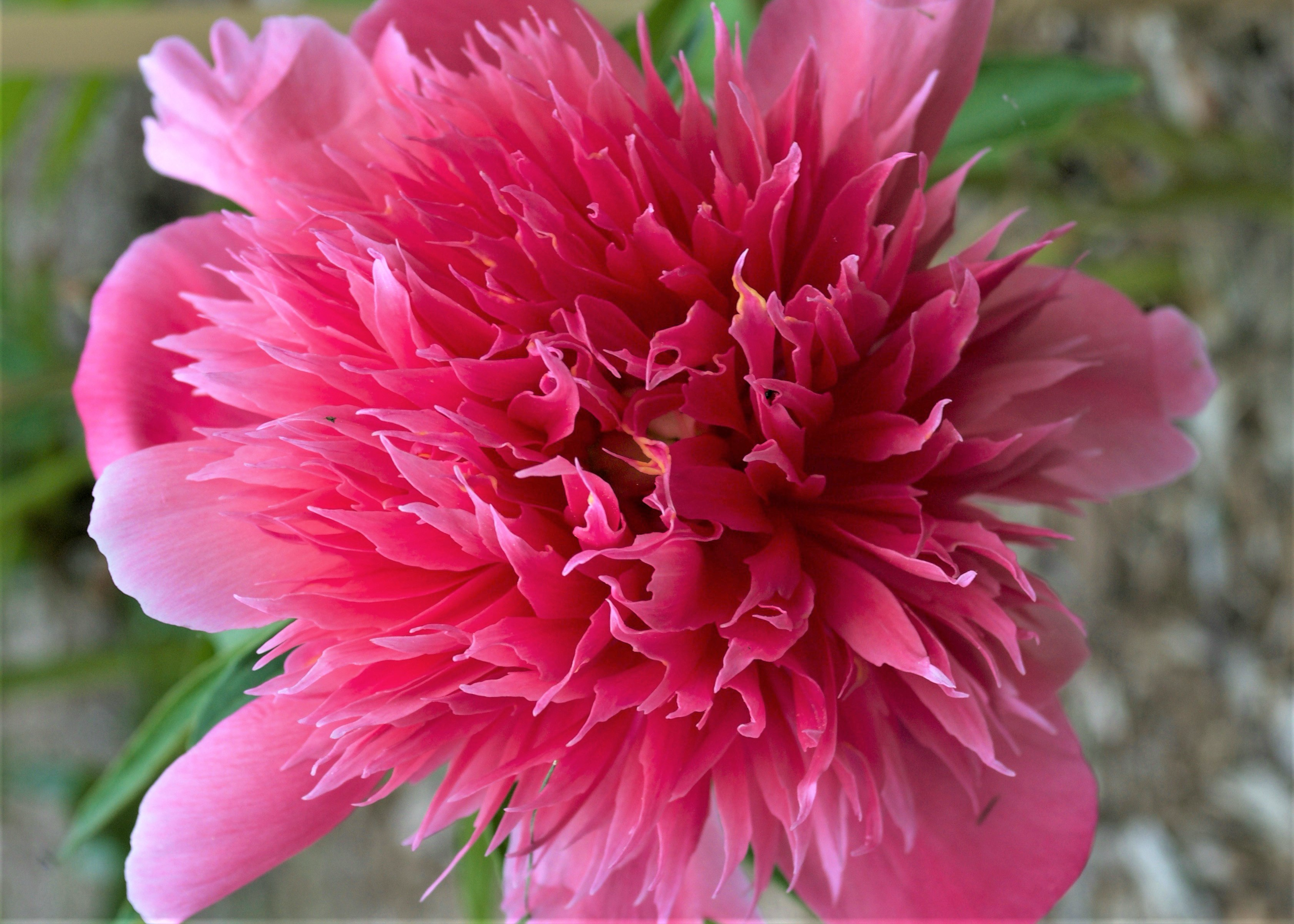 a spiky pink peony