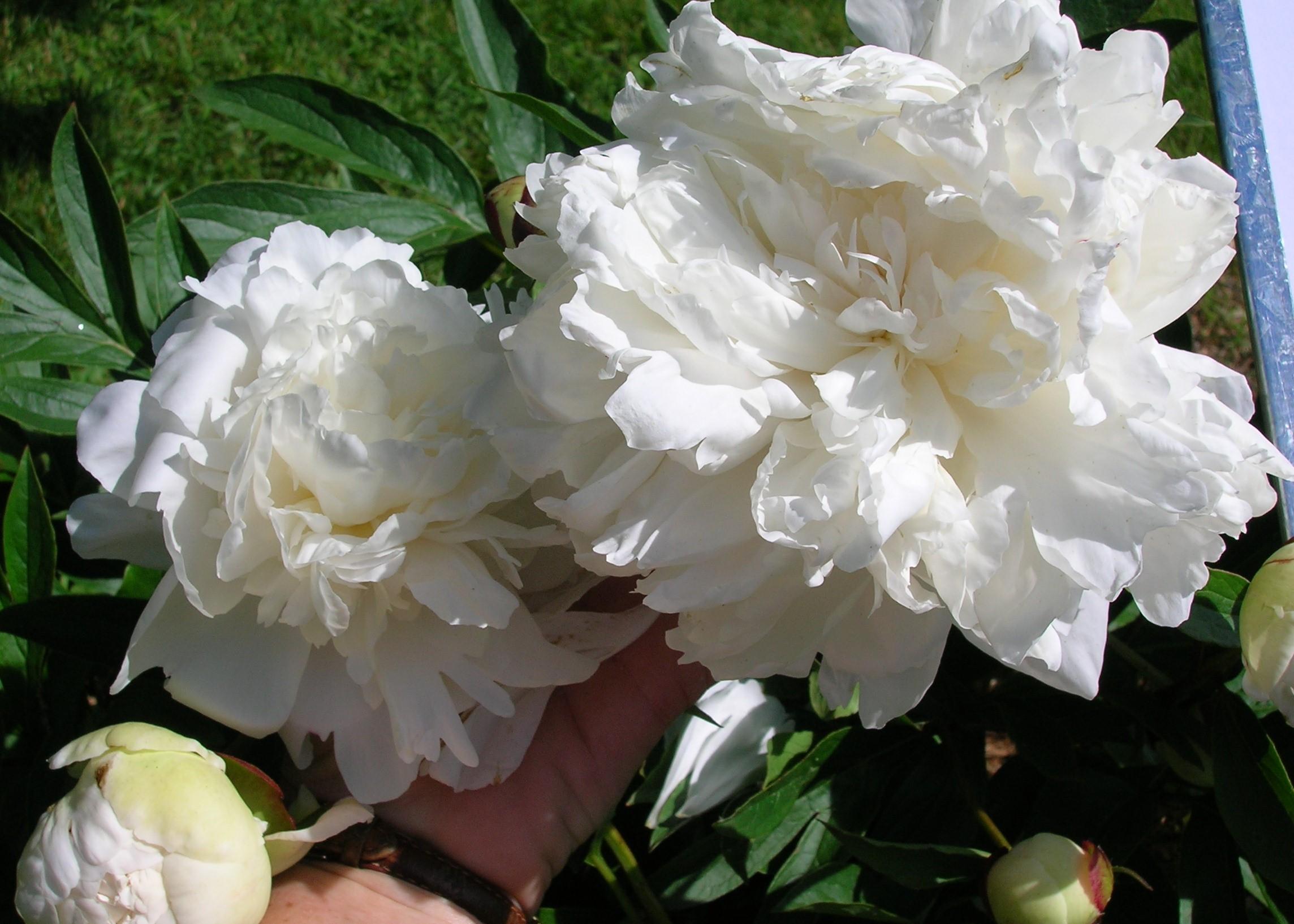 Sarah K Thurlow | Matthaei Botanical Gardens & Nichols Arboretum