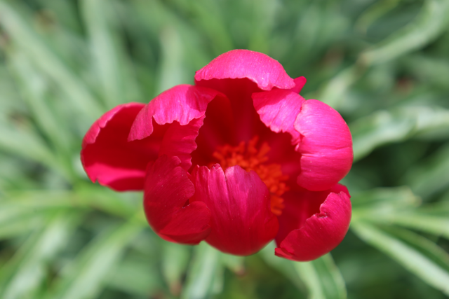 Hot pink peony with a yellow center 