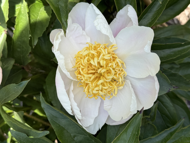 white peony with a yellow center