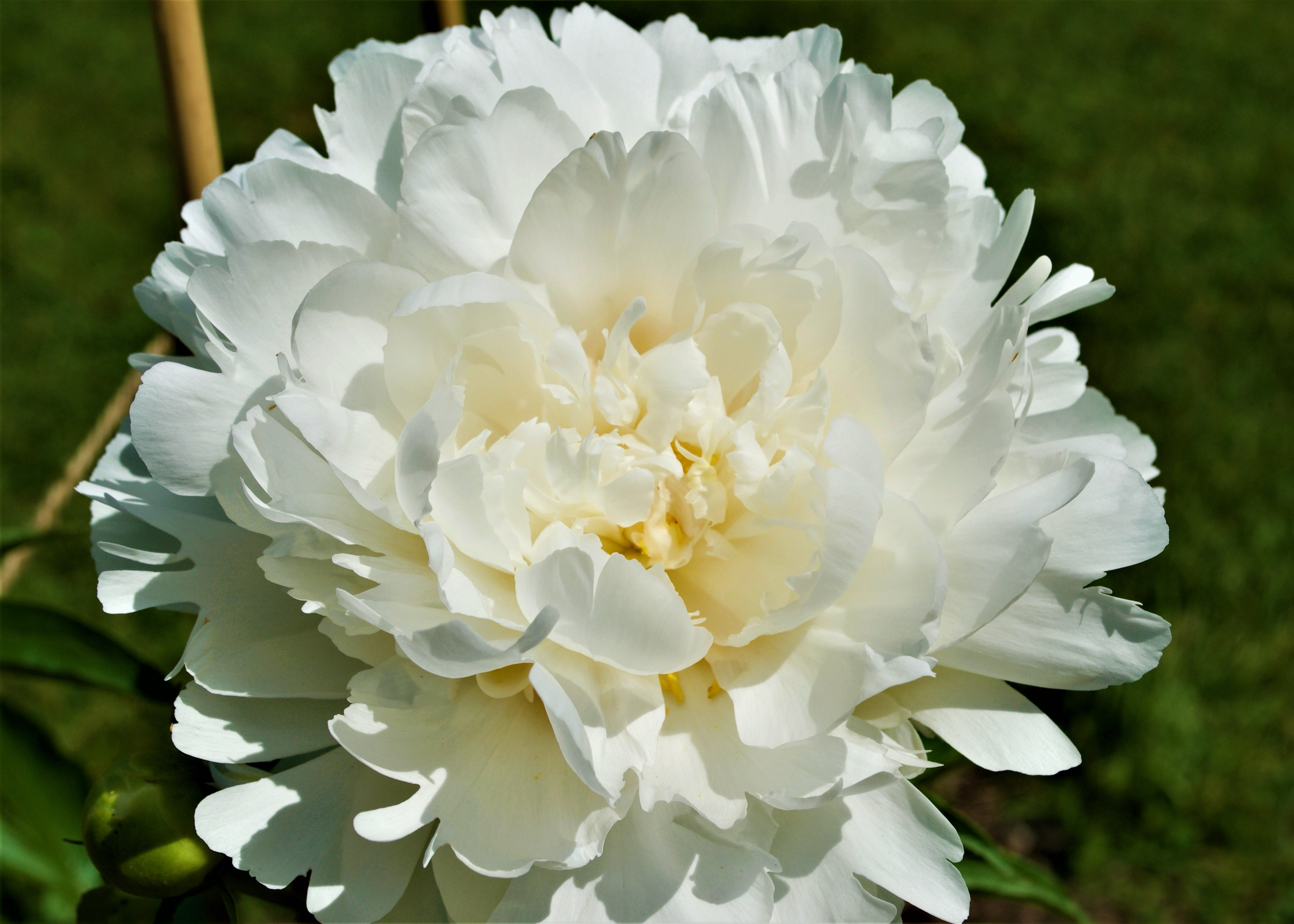 a fluffy white peony