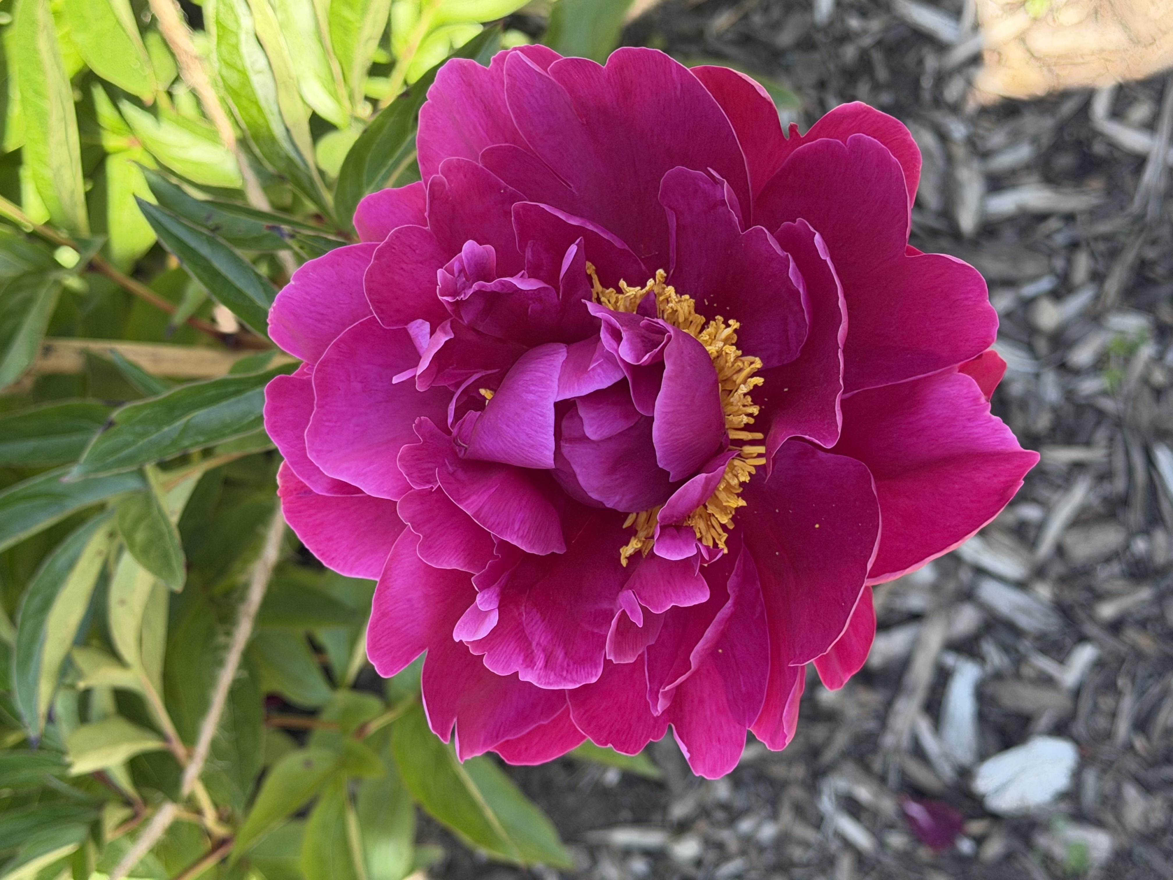 a magenta peony with some yellow in the center