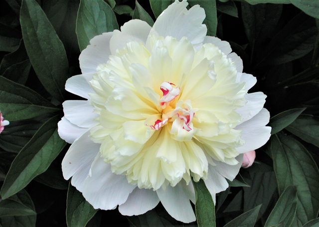 white peony with small specs of hot pink in the center