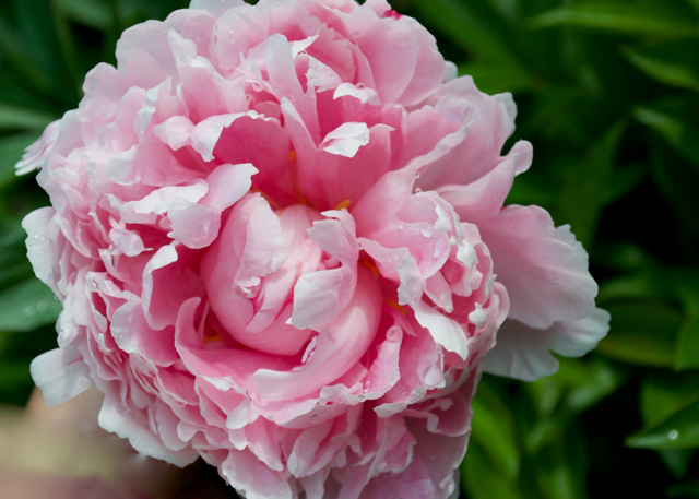 a fluffy light pink peony