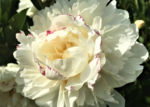 a fluffy white peony with some magenta specks
