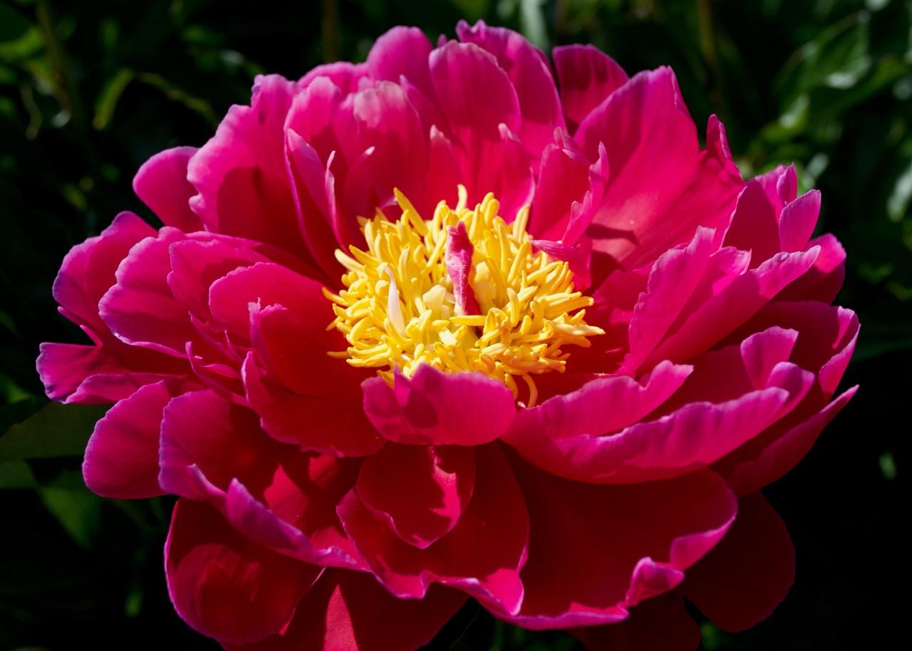 bright pink peony with yellow center