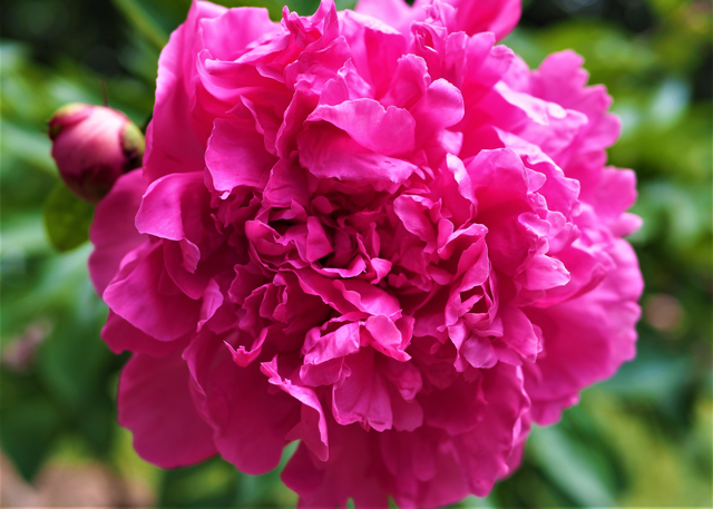 a fluffy magenta peony