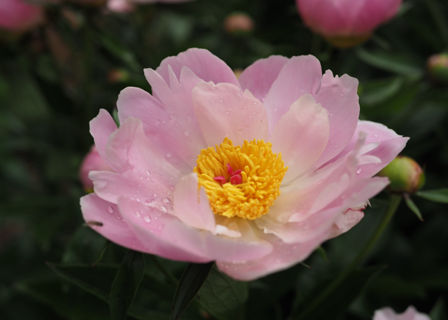 a pinky/purple peony with a yellow center