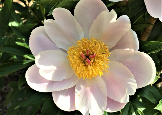 a white peony with light pink hues and a yellow center