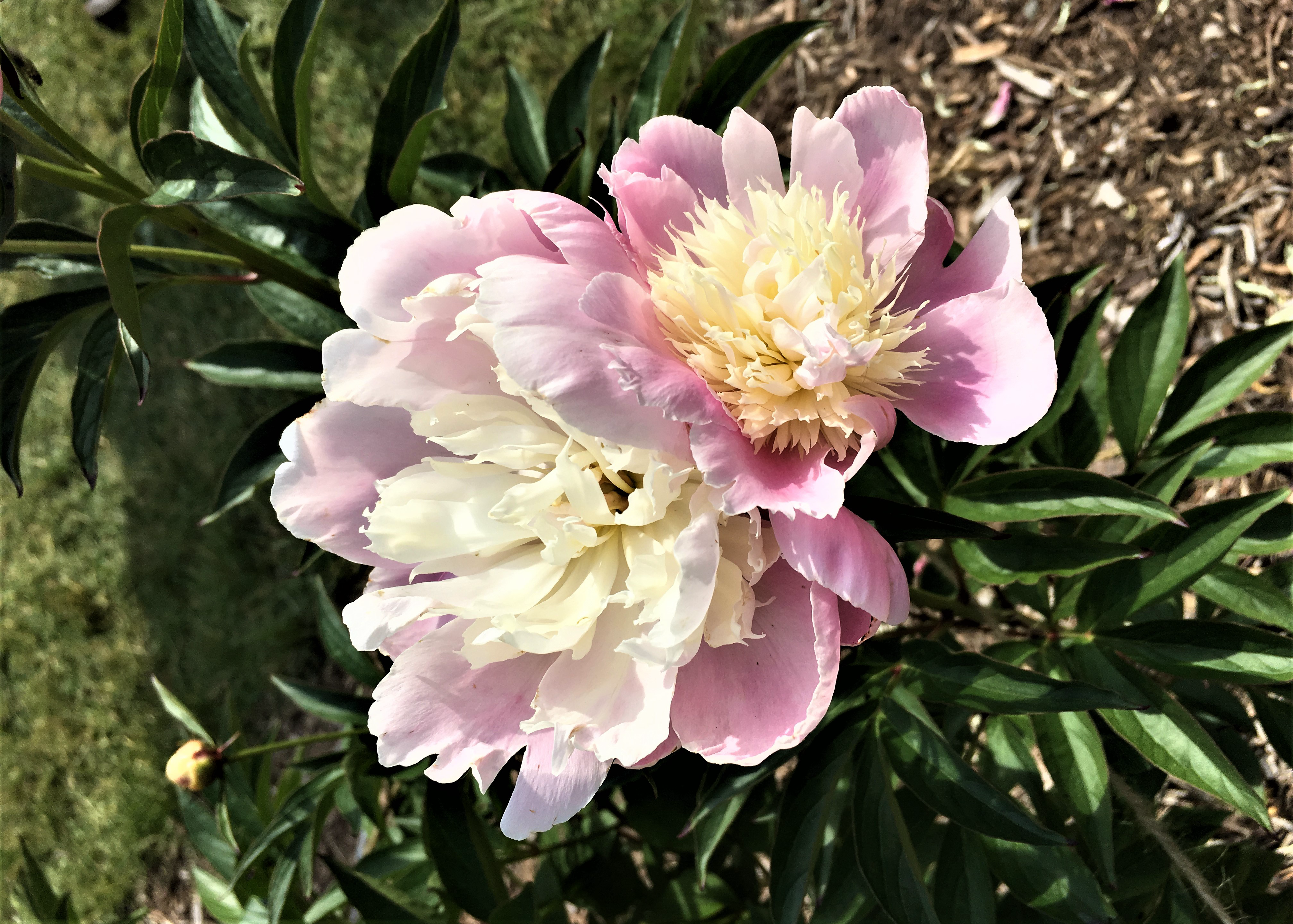 a light pink peony with a spiky off-white center