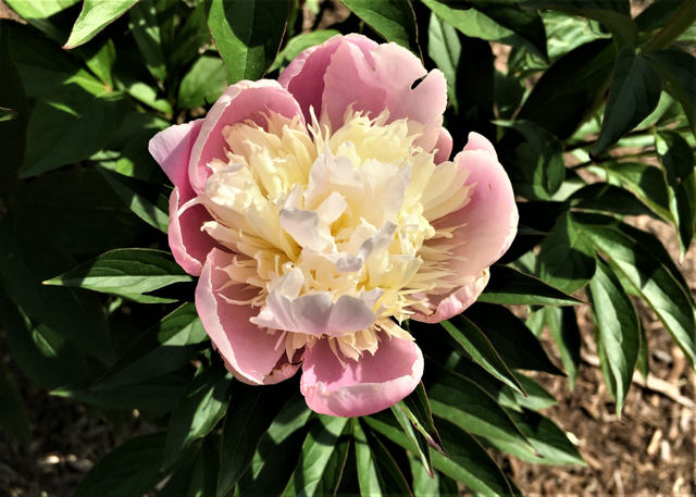 light pink peony with a spiky off-white center