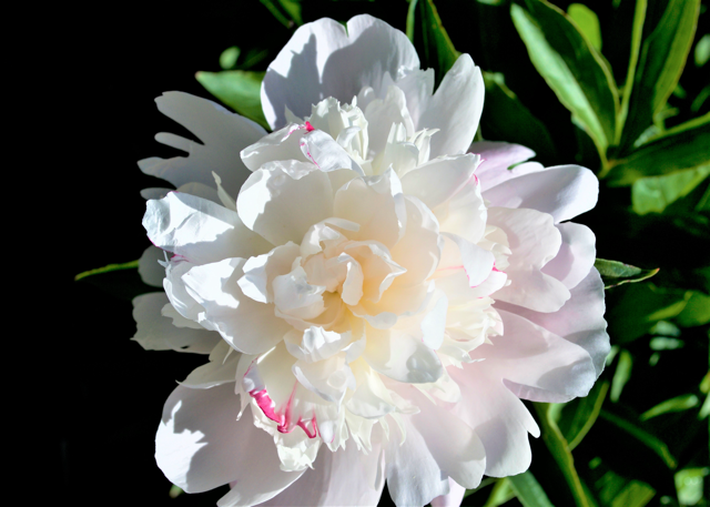 a white peony with pink specks