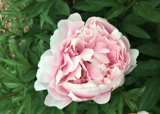 a fluffy light pink peony