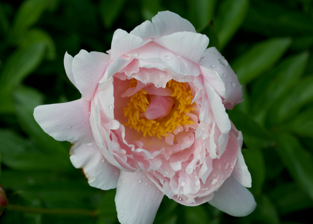 a half bloomed light pink peony with a yellow center