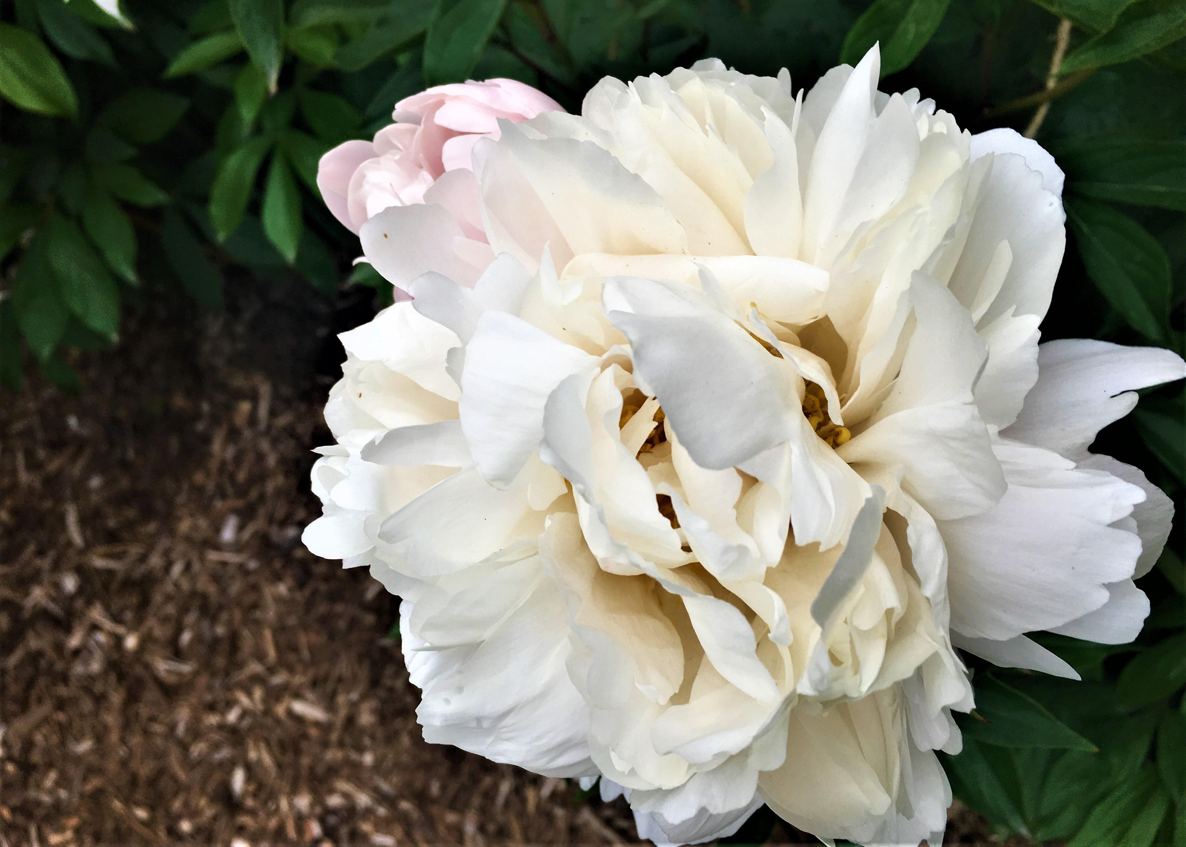 white peony flower