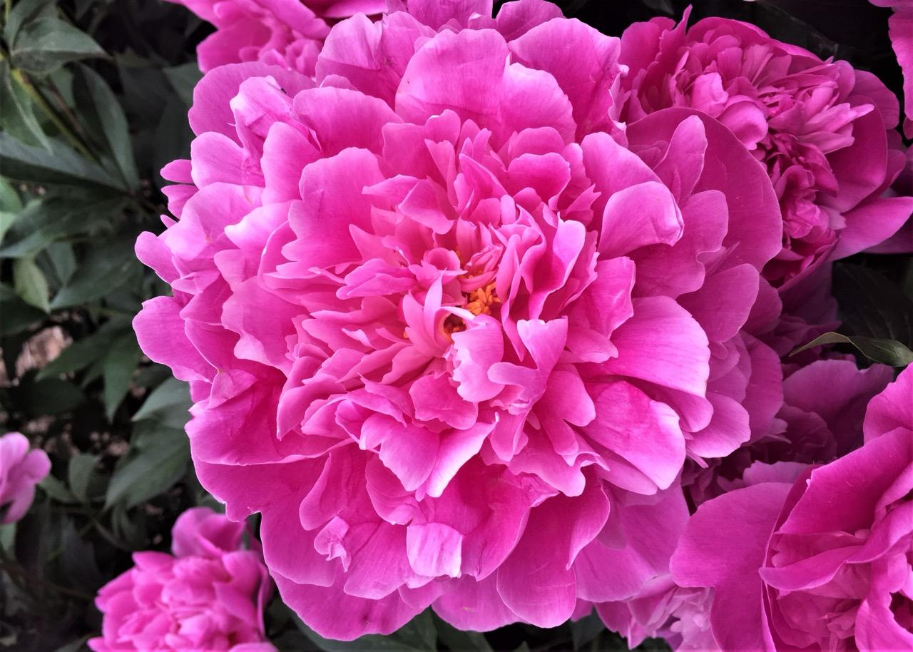 Bright pink peony flower
