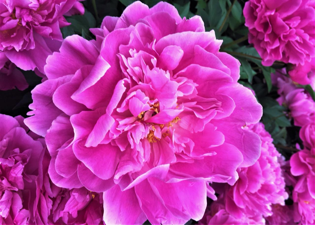 bright pink peony flower 
