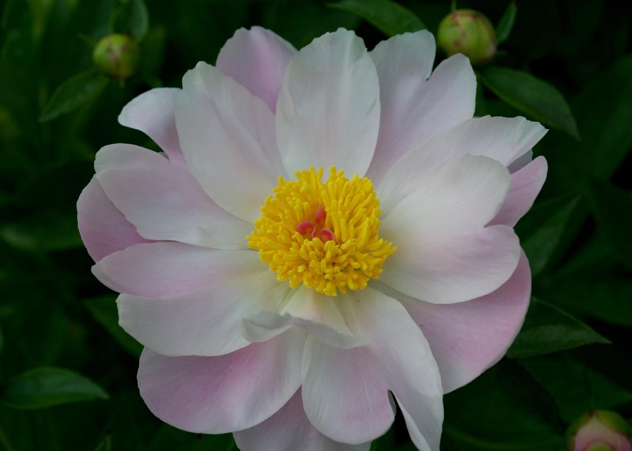 pink peony with yellow center