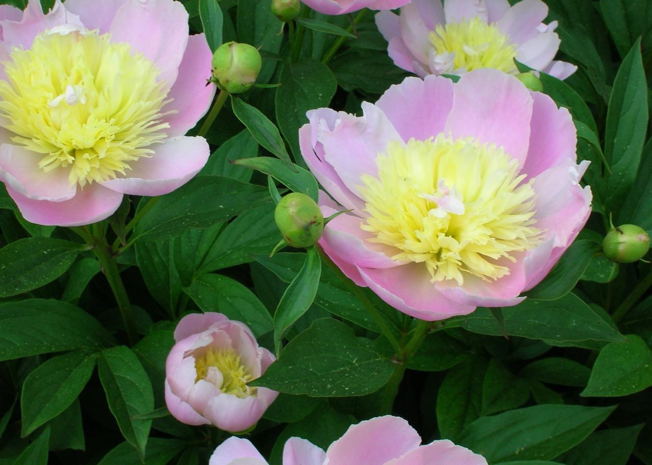 pink flower with yellow center