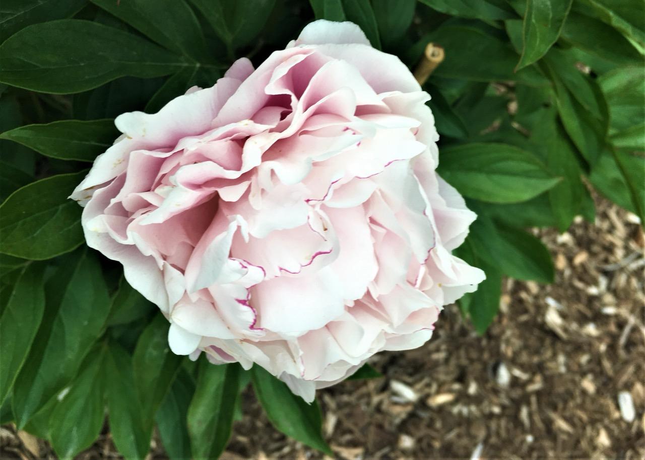 light pink peony 
