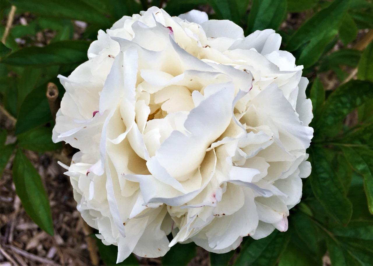 white peony
