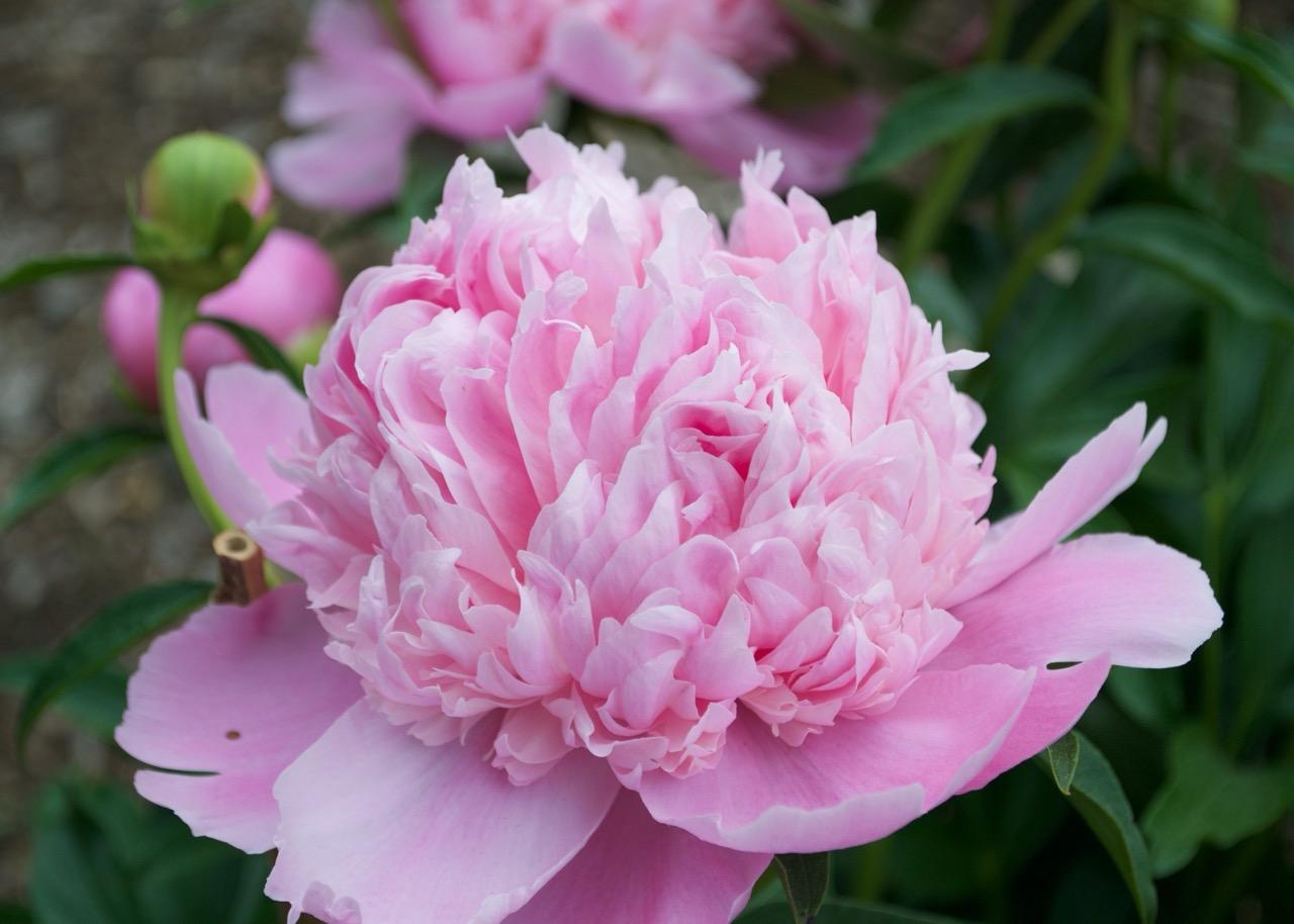 pink peony flower