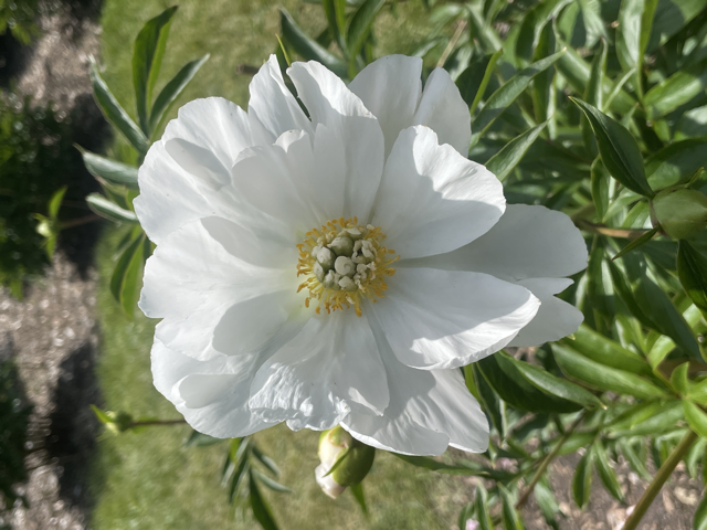 white peony with a small yellow center