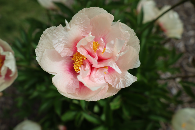 a not fully bloomed pale pink peony with a magenta and yellow center