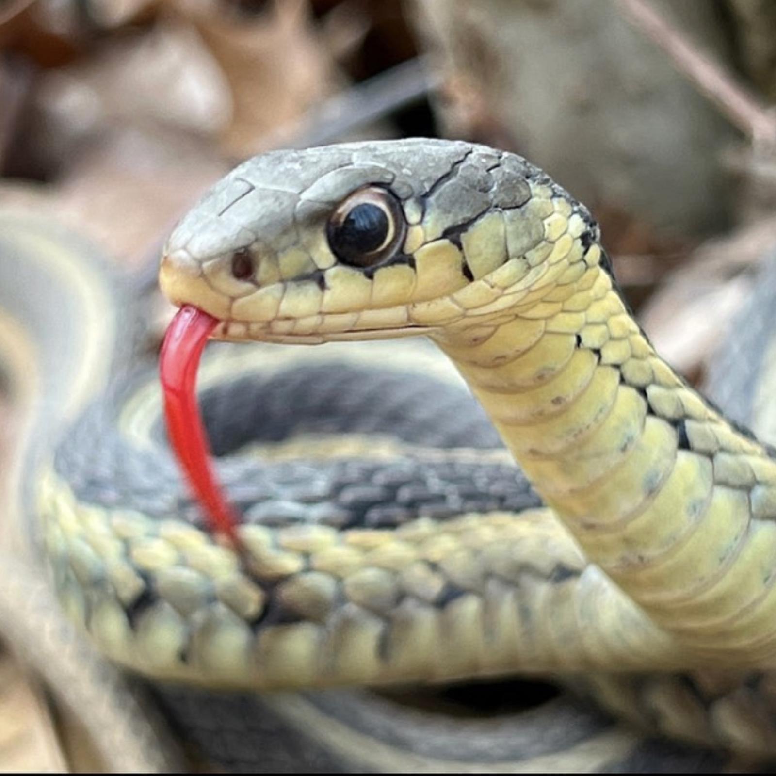 Rattlesnake with tongue exposed
