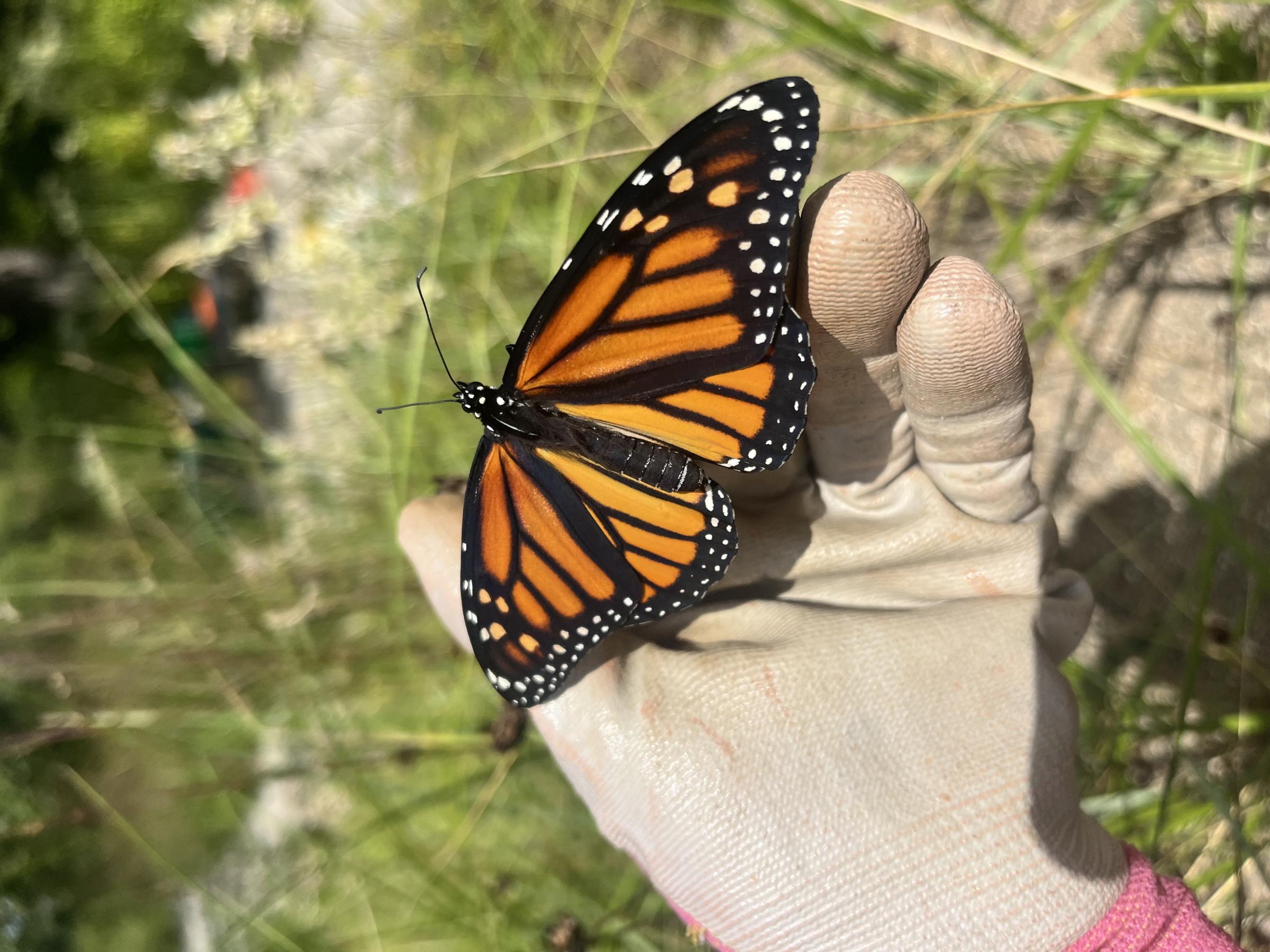 Monarch butterfuly on a person's hand