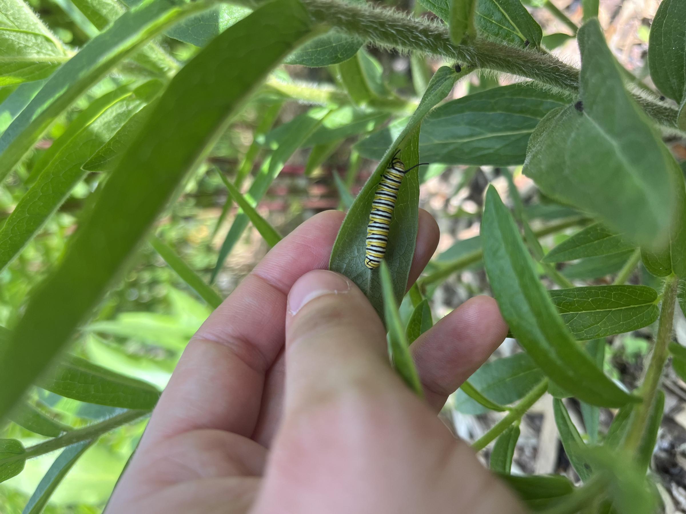 A monarch caterpillar on a leaf