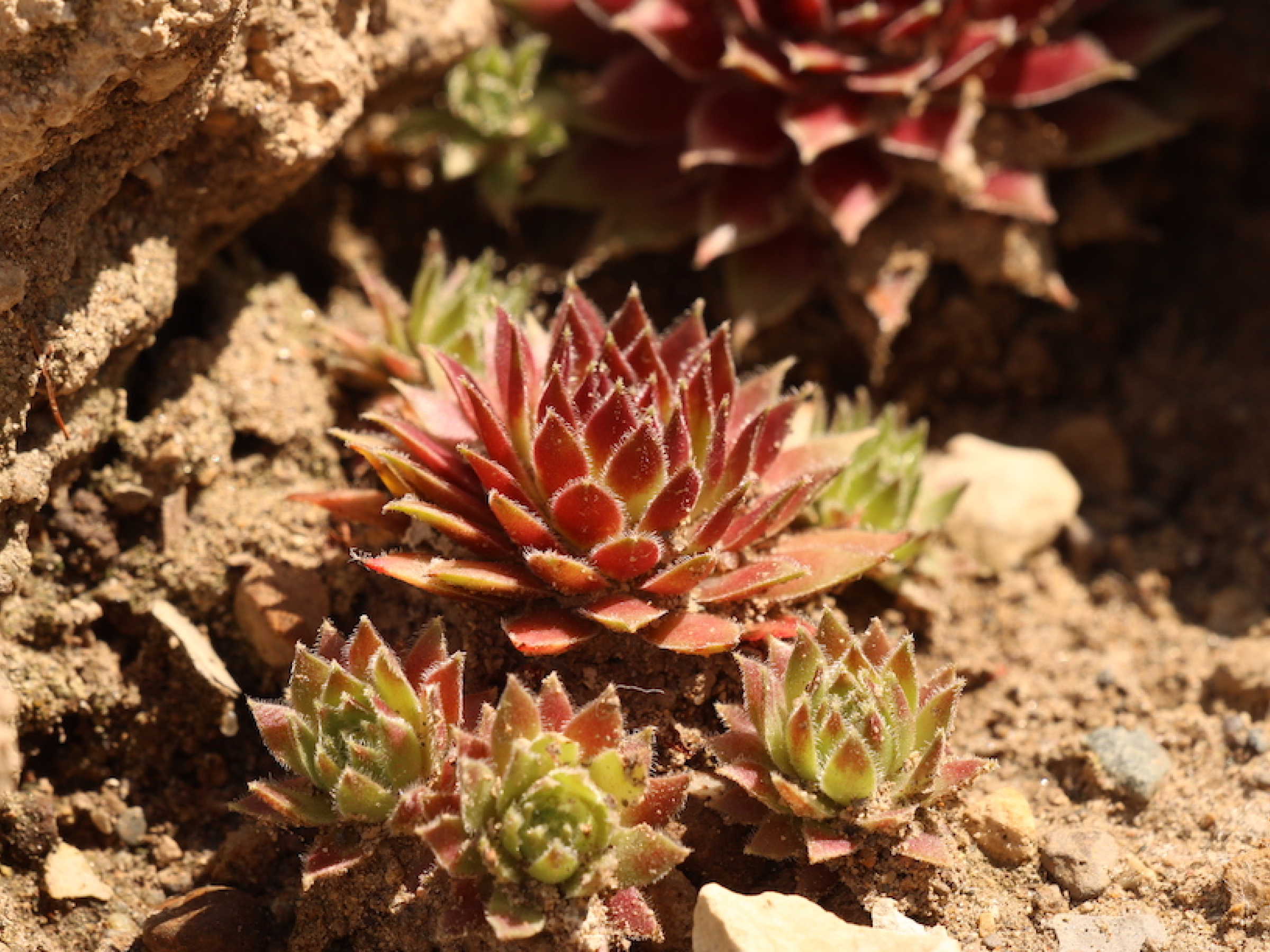 Red and green pointy succulents in rock garden.