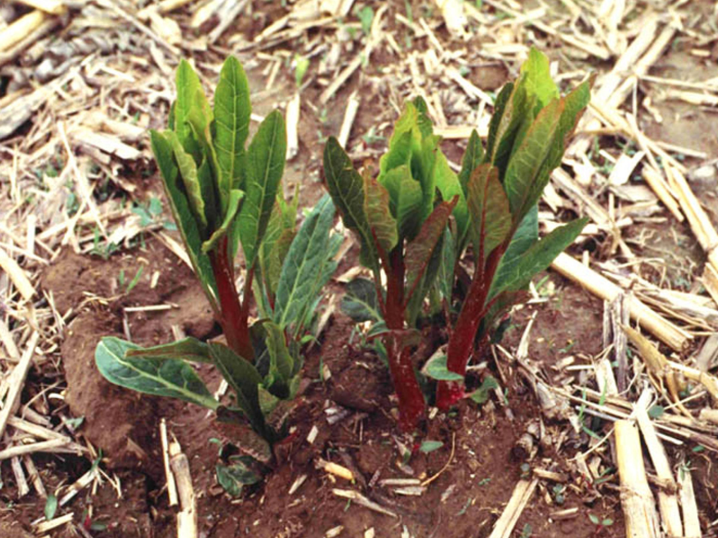 Young pokeweed shoots.