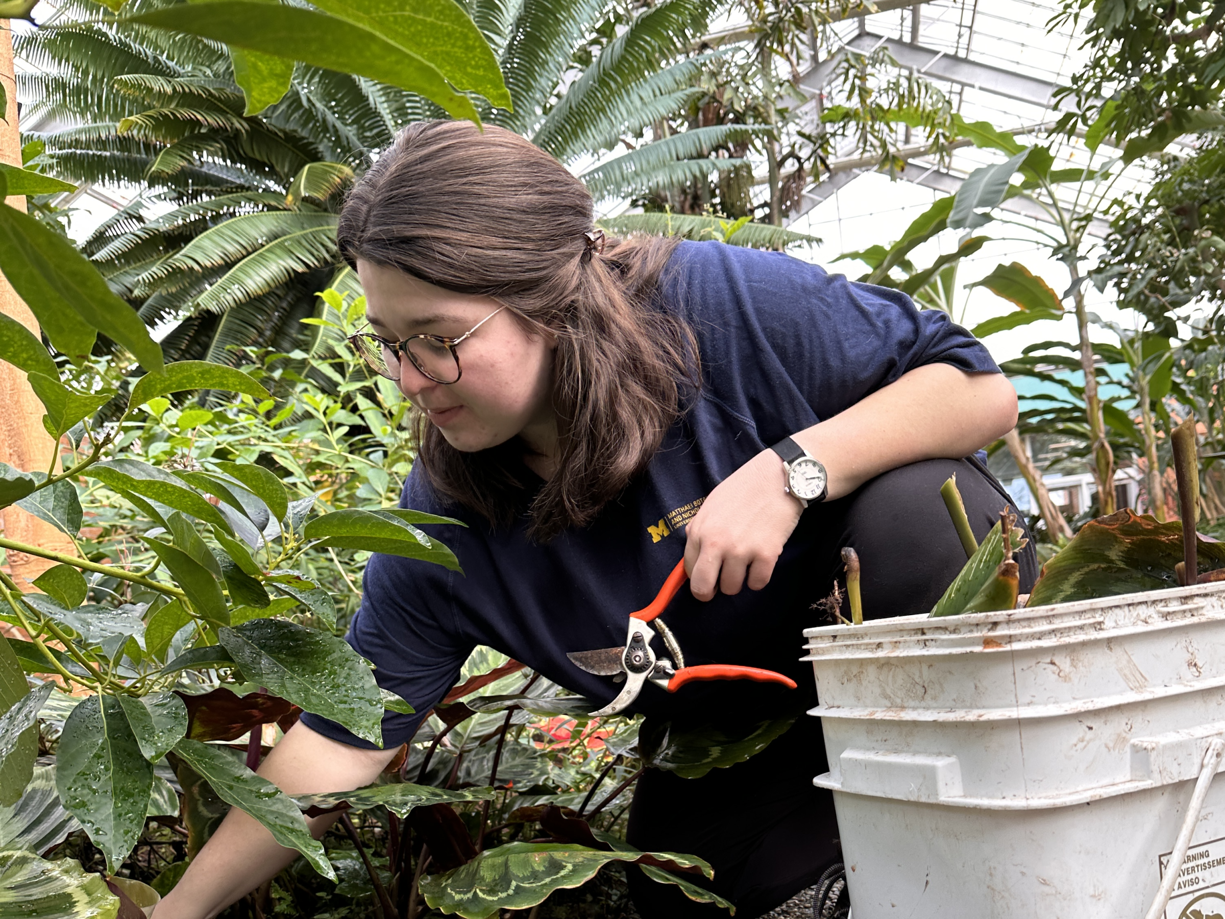 Photo of a volunteer pruning plants in the conservatory