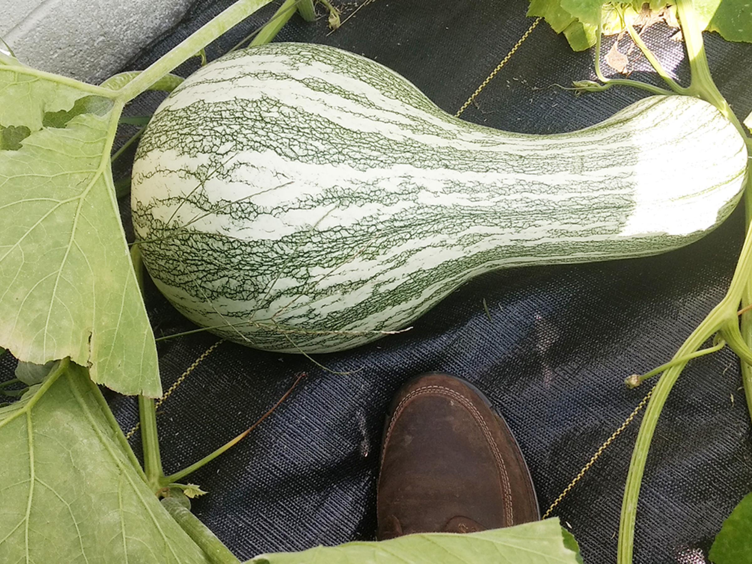 A squash grown from Illini seeds is nearly ready for harvest in late summer 2020. Size 13 shoe for scale.