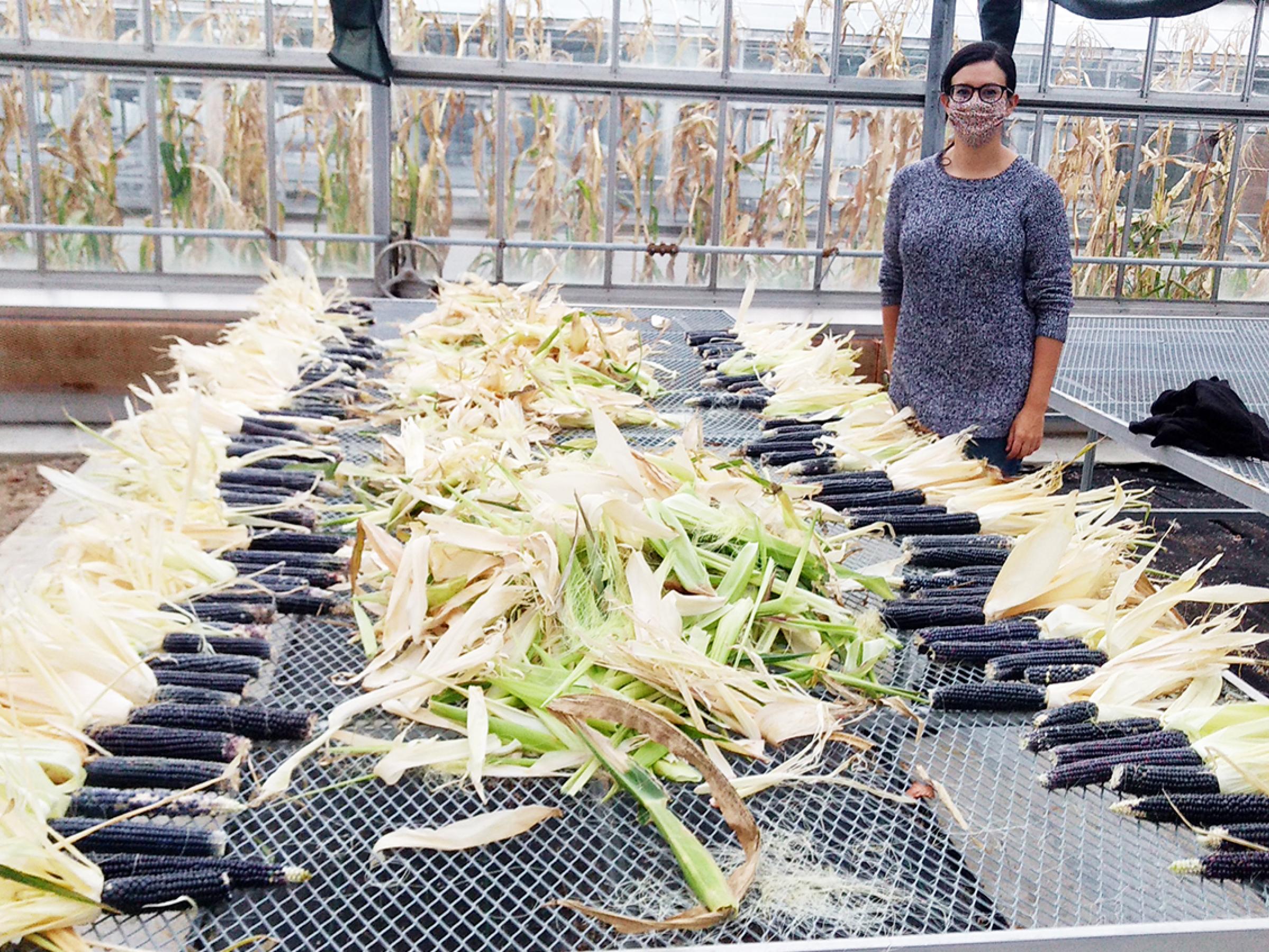 Shiloh Maples, the regional representative of the Indigenous Seedkeepers Network, stands next to harvested ears of fox blue corn.