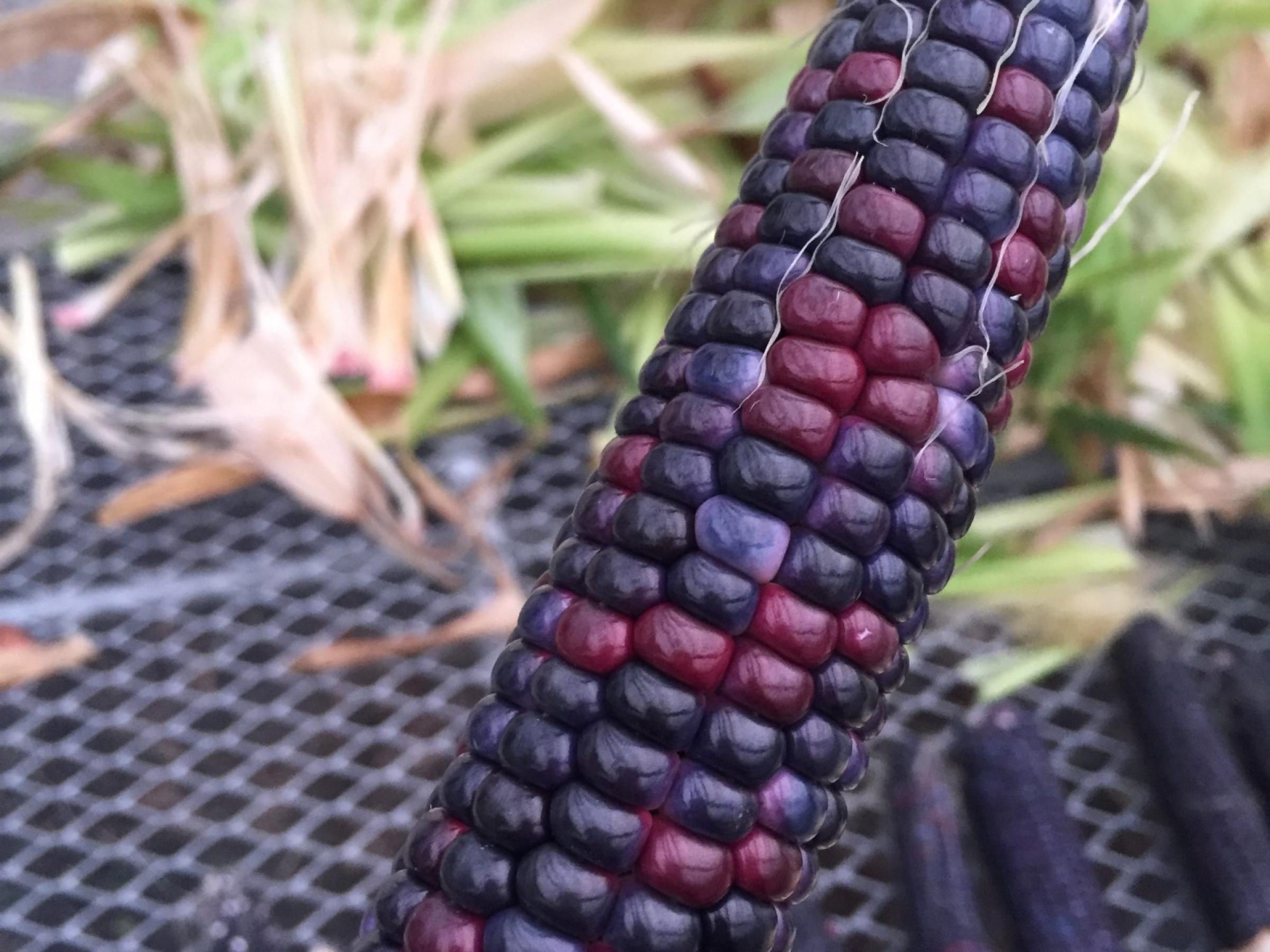 Close up of an ear of fox blue corn. The corn was returned to the Meskwaki Nation (Iowa) community where its ancestors came from.