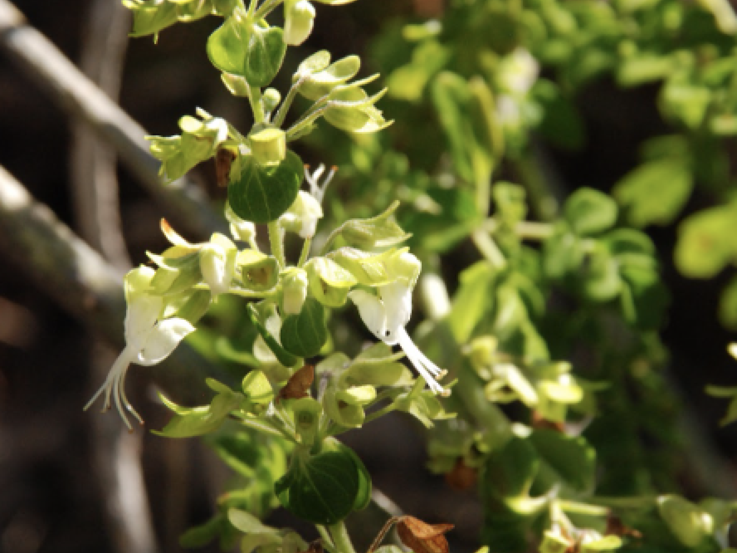 Green Andriamborondrao (a.k.a. fern-leaved coleus) in bloom.