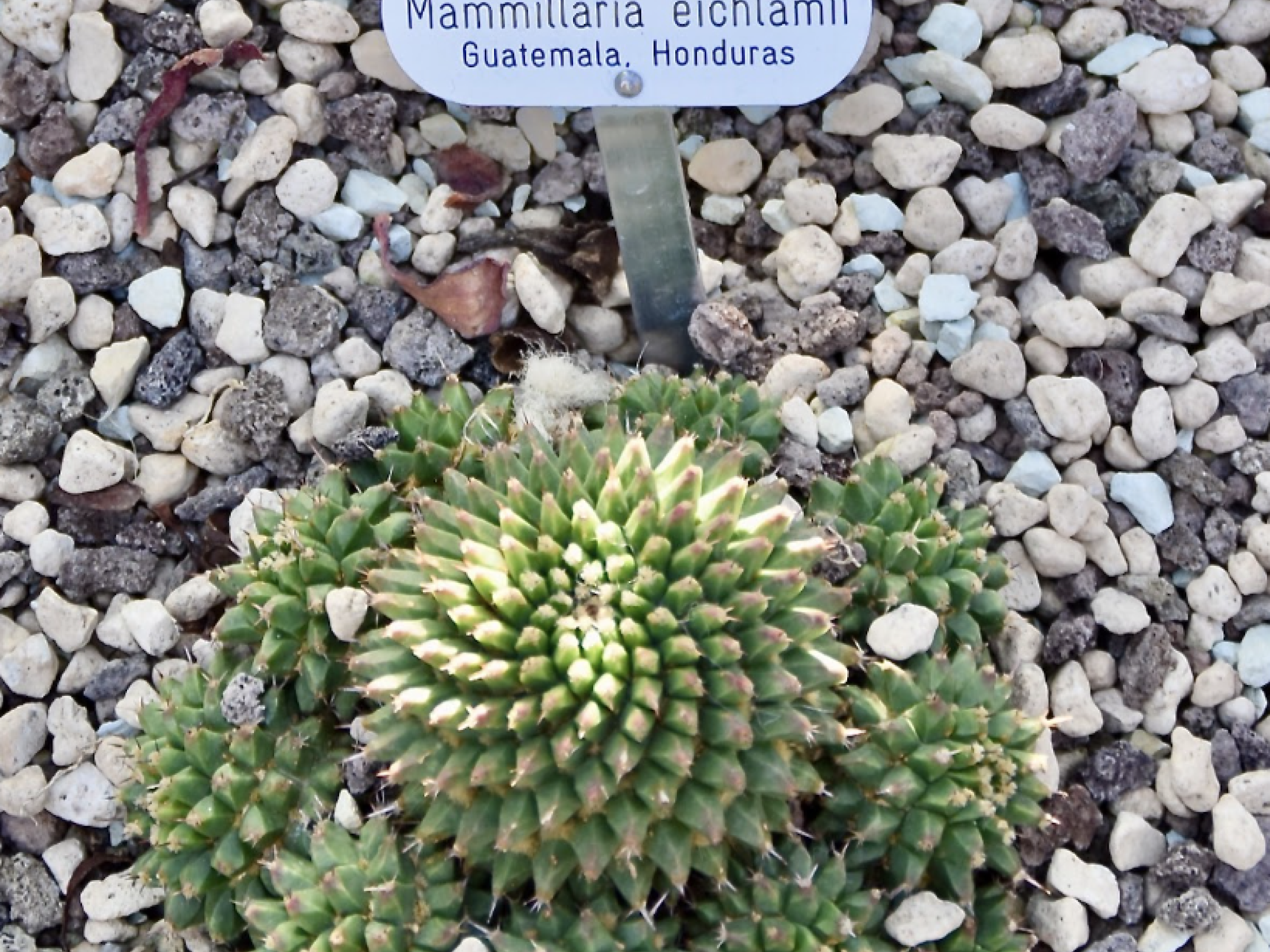 The pincushion cactus in a bed of small pebbles