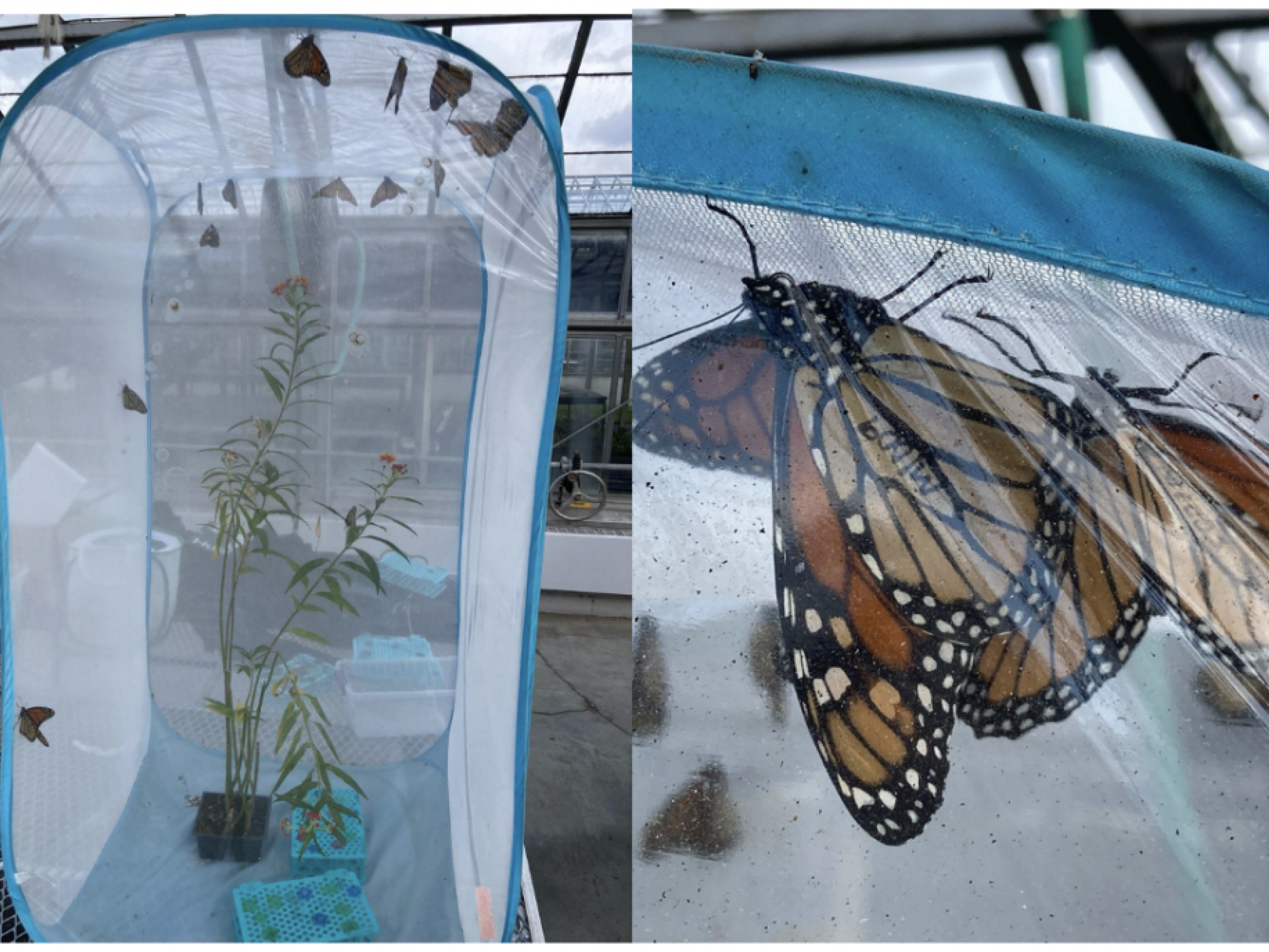 Left: A butterfly rearing chamber at Matthaei Botanical Gardens, where the Green lab breeds and raises butterflies for flight tests. According to Darene Assadia, experimenting with captive-bred butterflies is useful because wild-caught populations can have learned behaviors and experiences that could impact the study results. Right: A mating pair inside the rearing chamber.