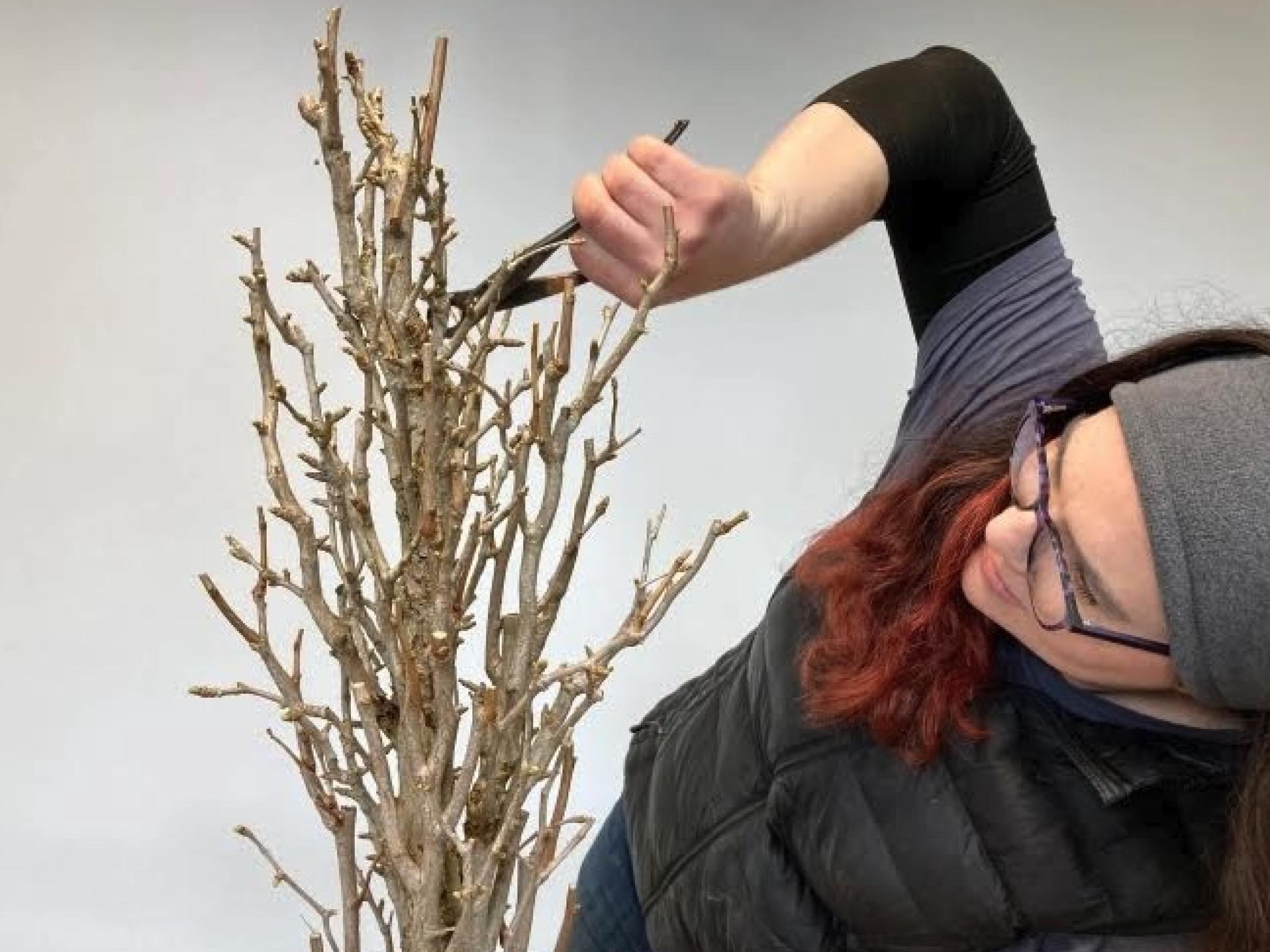 carmen trims a leafless bonsai tree